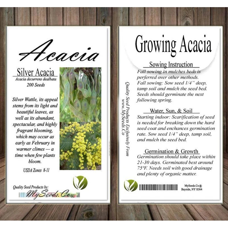 Acacia decurrens dealbata (Silver Acacia) Tree Seed, Warm, Honey, iris-Like Scent, You Choose The Quantity (1 Pack)