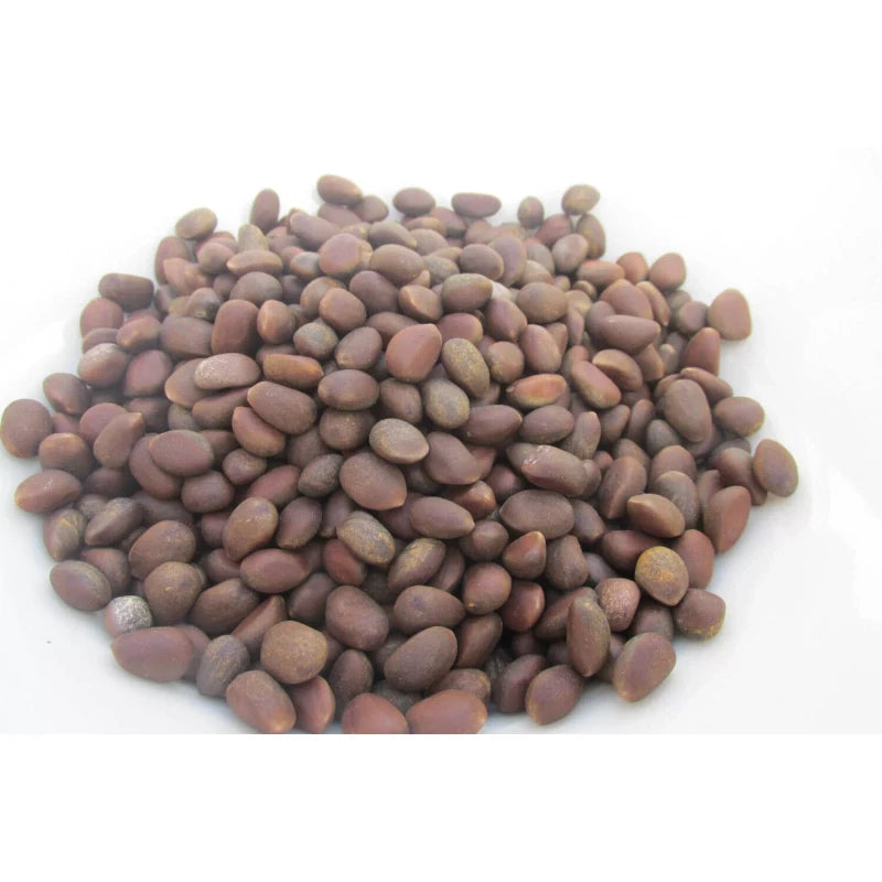 Grand Canyon Silver New Mexico Piñon, Pinon Pine Nuts, 2024 Harvest, 8oz ~ Roasted & Salted