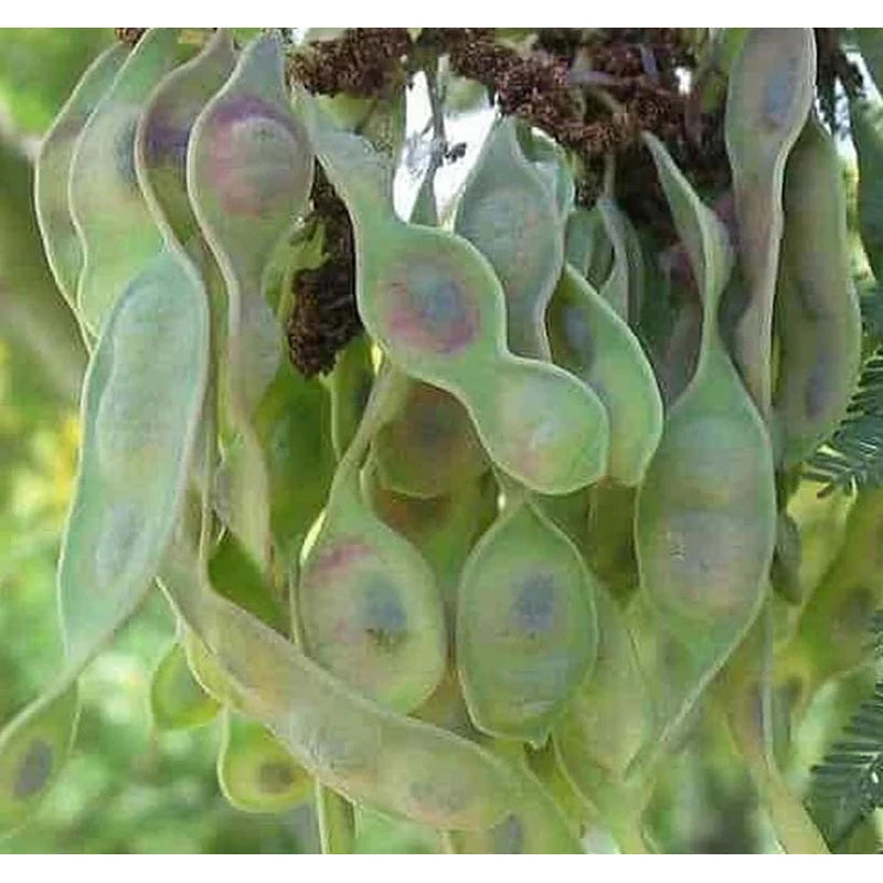 Acacia decurrens dealbata (Silver Acacia) Tree Seed, Warm, Honey, iris-Like Scent, You Choose The Quantity (1 Pack)