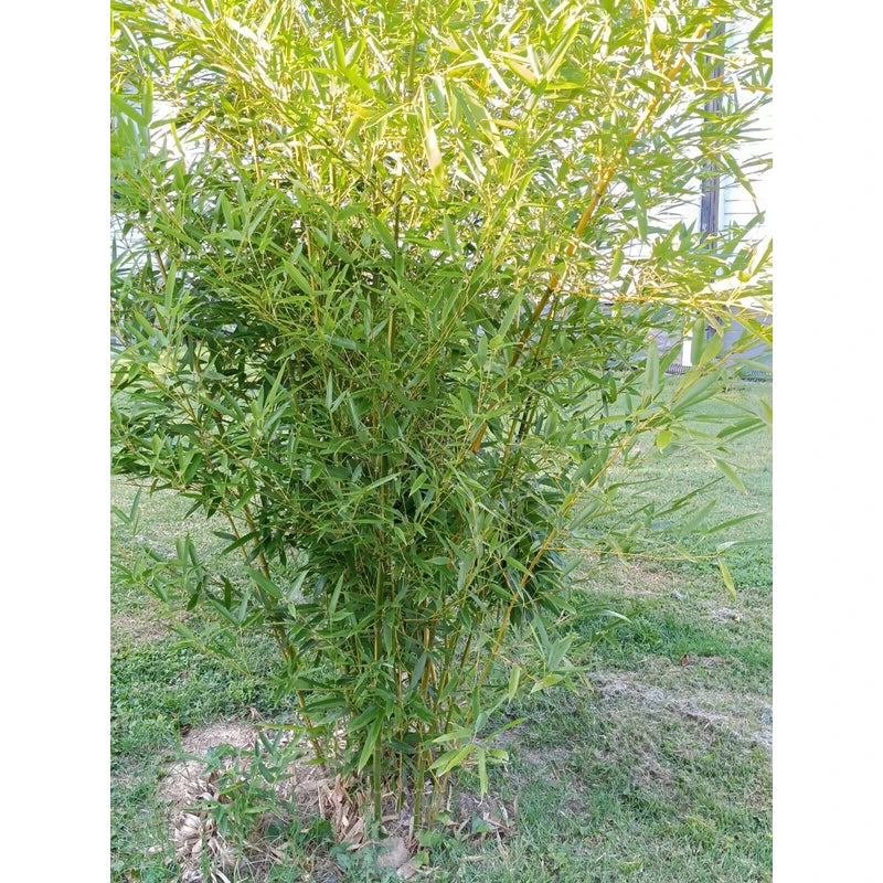 Bamboo, Live root MOSO Live Bamboo Root 6pc per order, 5 in or longer.
