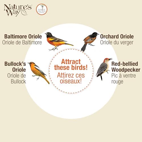 Nature's Way Hanging Glass Oriole Feeder for Outdoor Décor, 30 Ounce Capacity Nectar Feeder, Jelly Dishes, Orange Fruit Holders, 4 Eash to Clean Flexible Ports, Ant Moat, Bee Guards, Orange