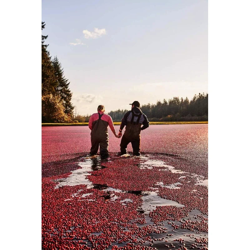 Ocean Spray (24 Pack) Ocean Spray Sparkling Diet Cranberry Juice Drink, Low Sugar, 11.5 Oz