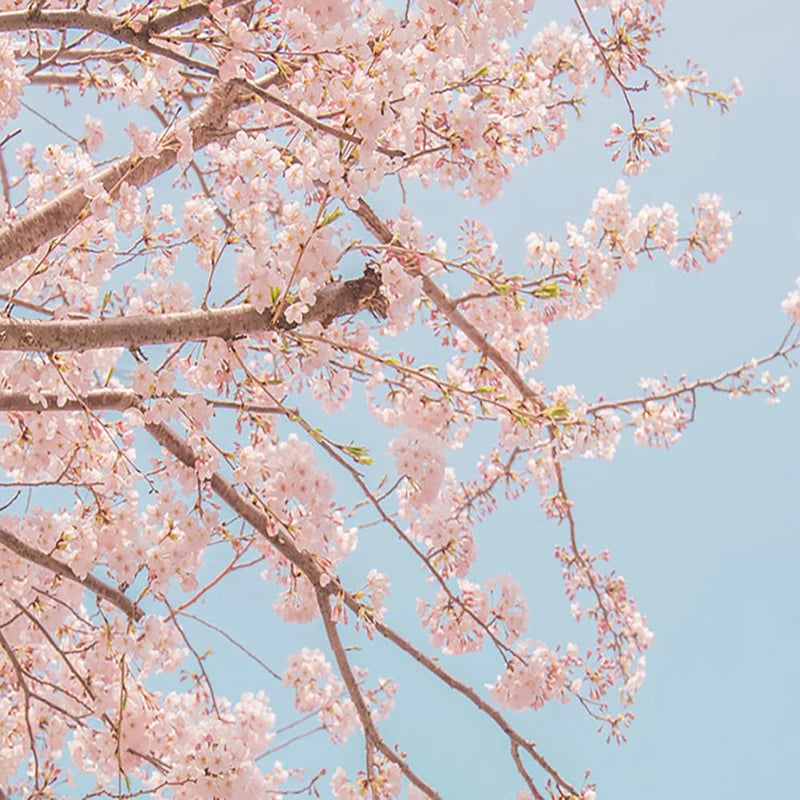 innisfree Cherry Blossom Dewy Glow Jam Cleanser Daily Face Wash, 32 Fl Oz (Pack of 1)