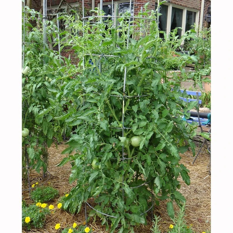Bonnie Plants Bonnie Original Tomato Live Vegetable Plants - 4 Pack, Disease Resistant, 6 - 8 oz. Fruit Size, Great for Slicing