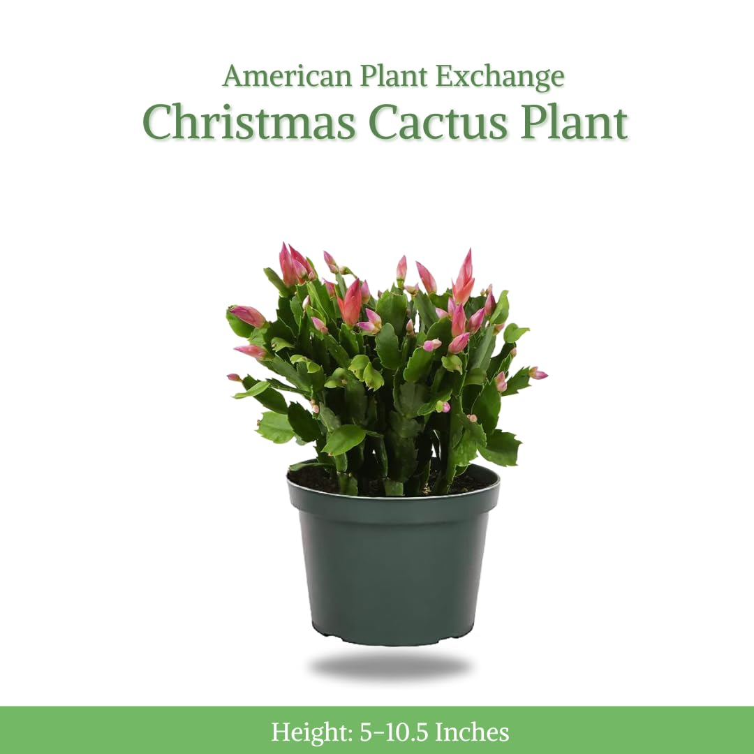 American Plant Exchange Live Christmas Cactus – 6-Inch Pot Cover – Easy Care Flowering Succulent with Festive Blooms for Holiday Home Décor, Kitchens, Offices & Indoor Winter Displays
