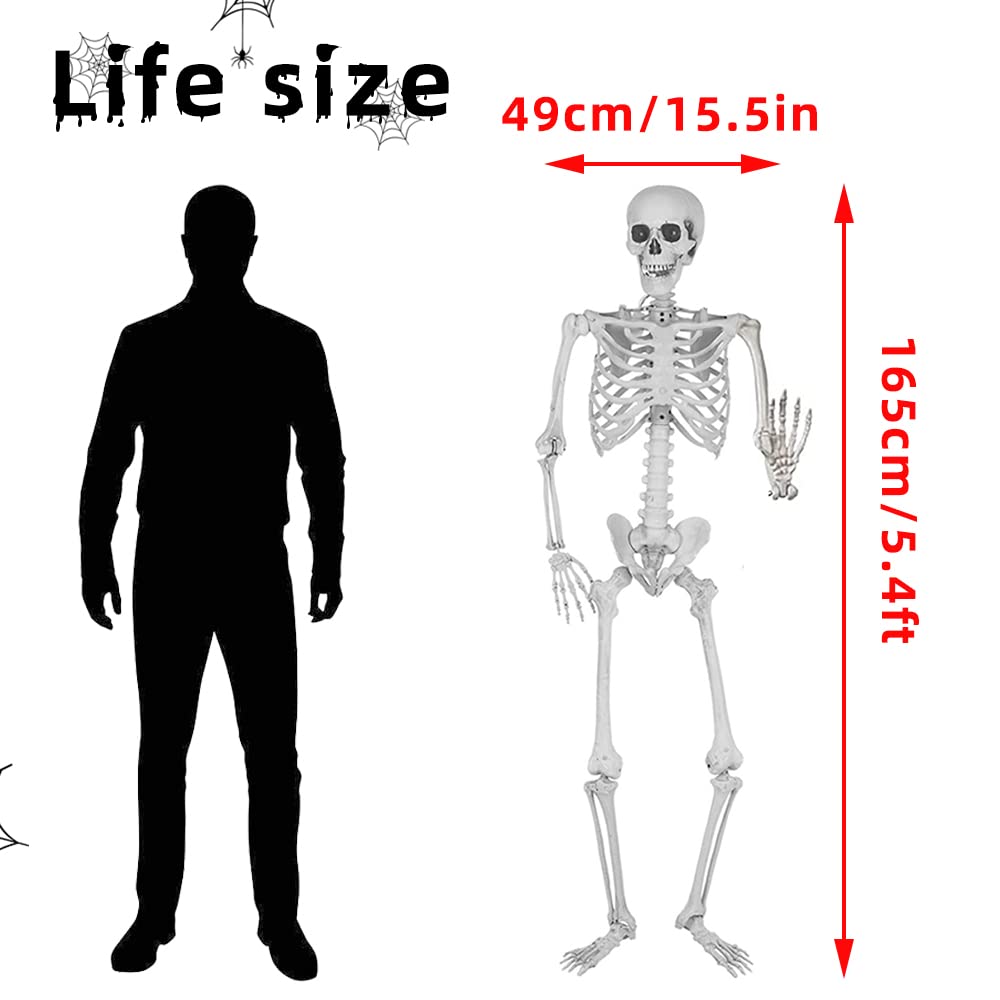 Wocst 5.4Ft/165cm Halloween Skeleton Full Body Life Size Human Bones with Movable Joints for Indoor Outdoor Halloween Props Decorations