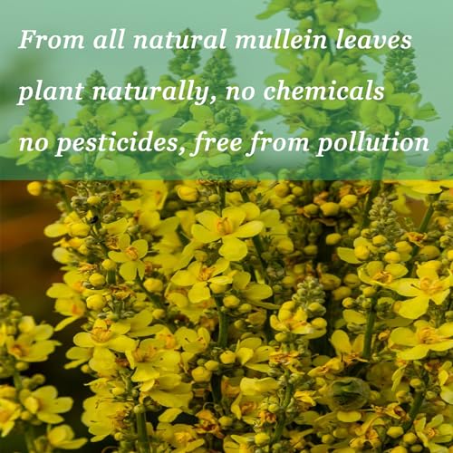 3 Pack JINGYAT Mullein Drops for Lungs | Powerful Mullein Leaf Extract with Chlorophyll, Vitamin C, Cinnamon for Immune Support, Detox & Respiratory Support, Bronchial Support | Non-GMO, Kosher, Gluten-Free