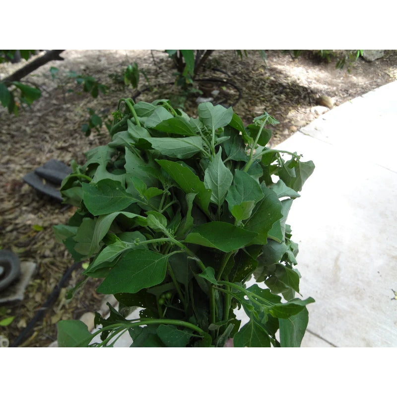 Unbranded Guatemalan HIERBA MORA, Vegetable, Quelite, Quilete, Mora, 100+ SEMILLAS, SEEDS