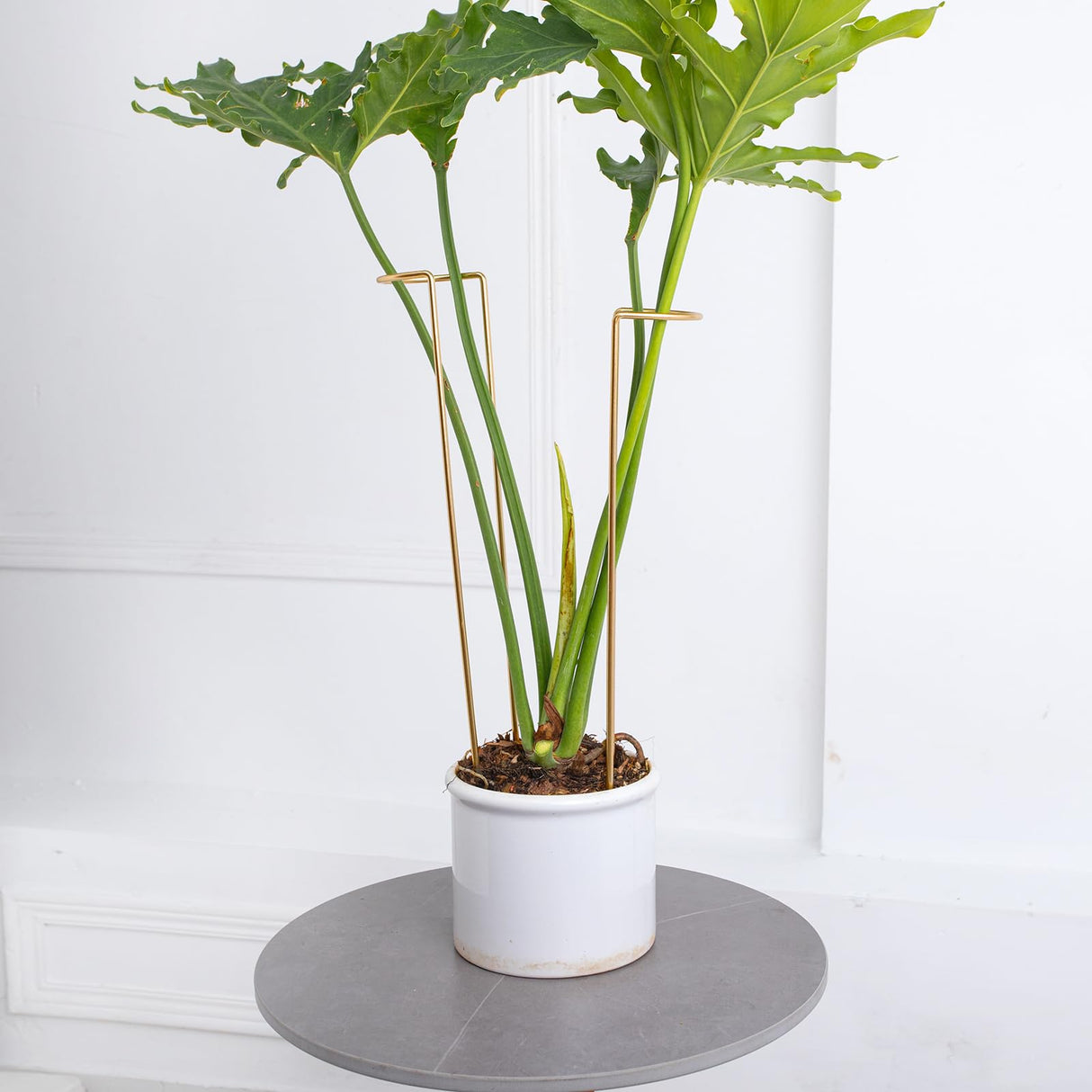 GOOOXIM 10 PCS Large Indoor Plant Stakes 15.5" Heavy Duty Metal Supports