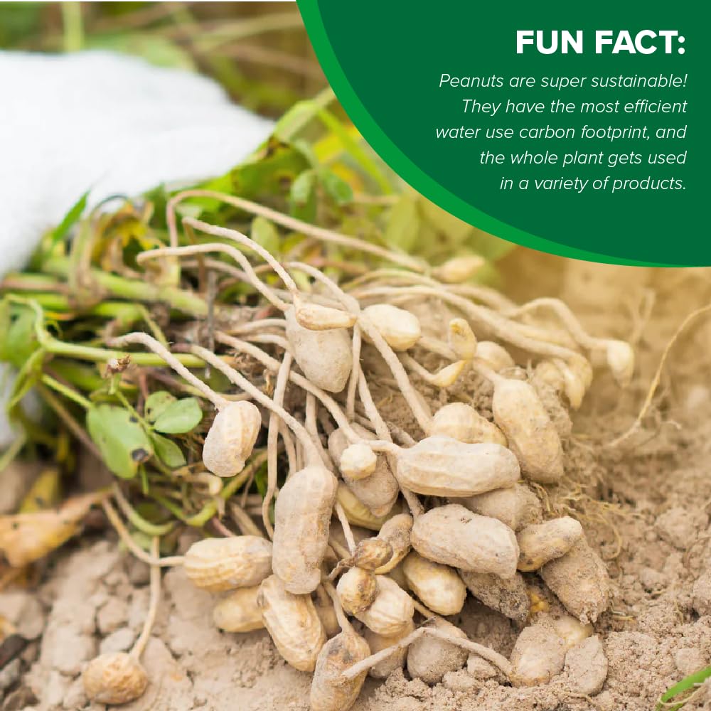 Hampton Farms - USA Grown All-Natural - Fancy Roasted In-Shell Salted Peanuts - 5 lb. Bags - 2 Pack