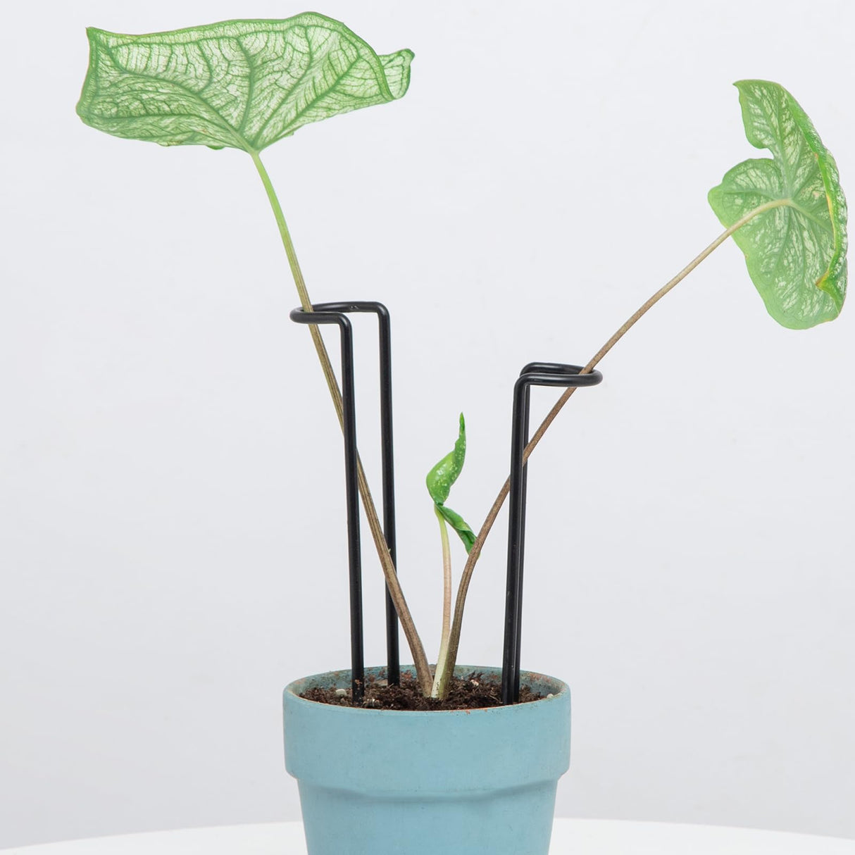 10 Pcs 8.7"Indoor Plant Support for Monstera Trellis Stakes and Stem Holder