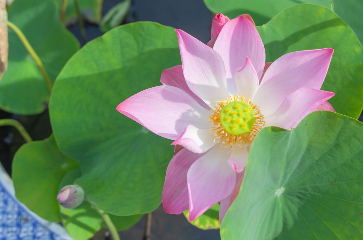 Breoudo 40Pcs Mixed Bowl Lotus Seeds for Planting, Non-GMO Lotus Flower Seeds, High Germination Rate Water Lily Seeds for Planting Home, Garden, Indoor, Outdoor