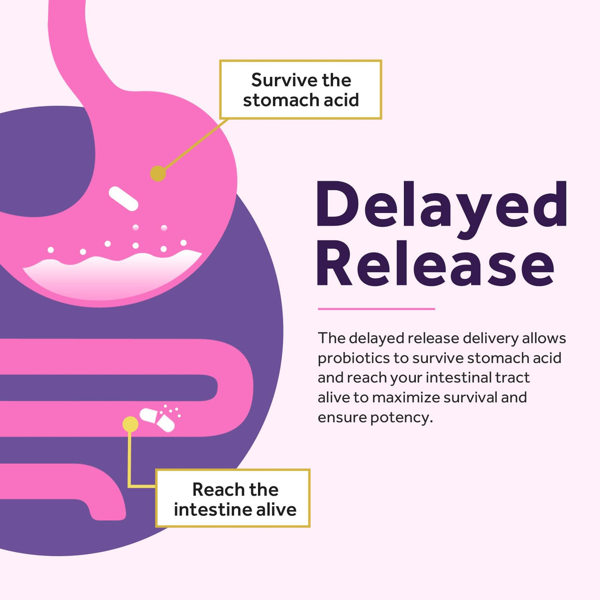 Doctor's Recipes Women’s Probiotic, 120 Caps 50 Billion CFU 16 Strains, with Organic Cranberry, Digestive Immune Vaginal & Urinary Health, Shelf Stable, Delayed Release, No Soy Gluten Dairy