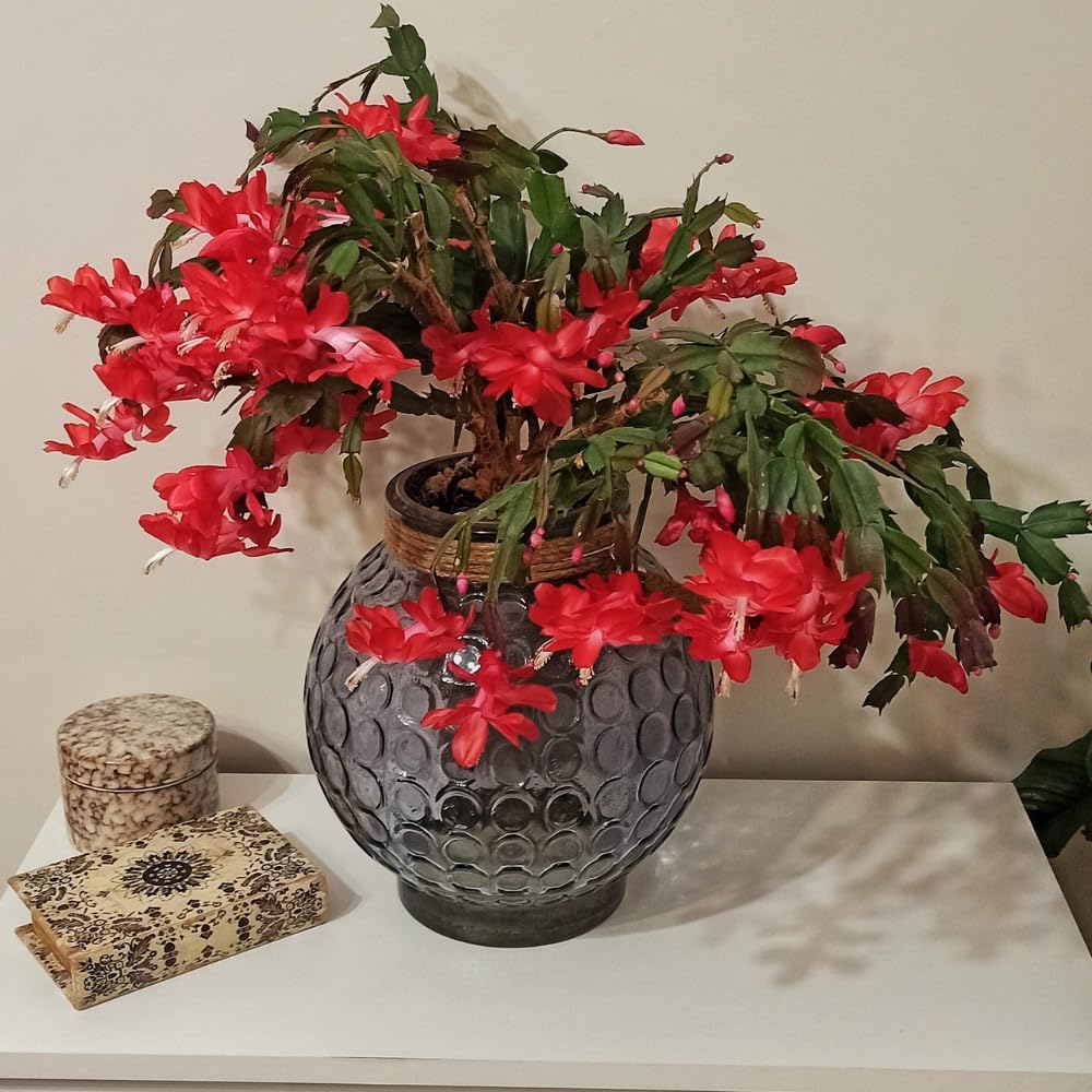 Red Christmas Cactus Plants Live, 4 to 6 Inch Tall Live Christmas Cactus Bare Roots, Perennial Well Rooted Flower Plants, Holiday Houseplant, No Pot