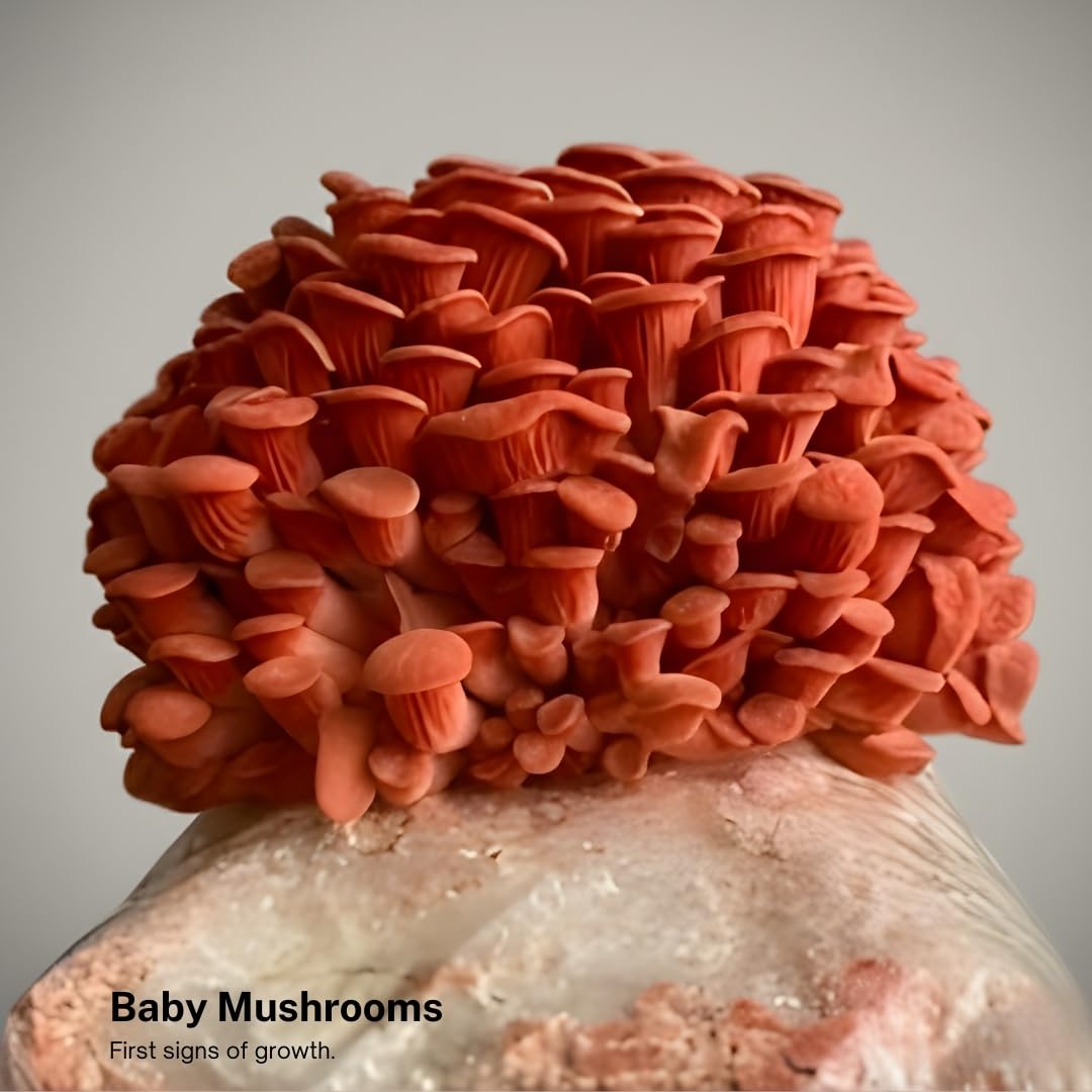 Forest Origins Pink Oyster Mushroom Grow Kit, Beginner Friendly & Easy to Use, Grows in 10 Days | Handmade in California, USA | Top Gardening Gift, Holiday Gift & Unique Gift