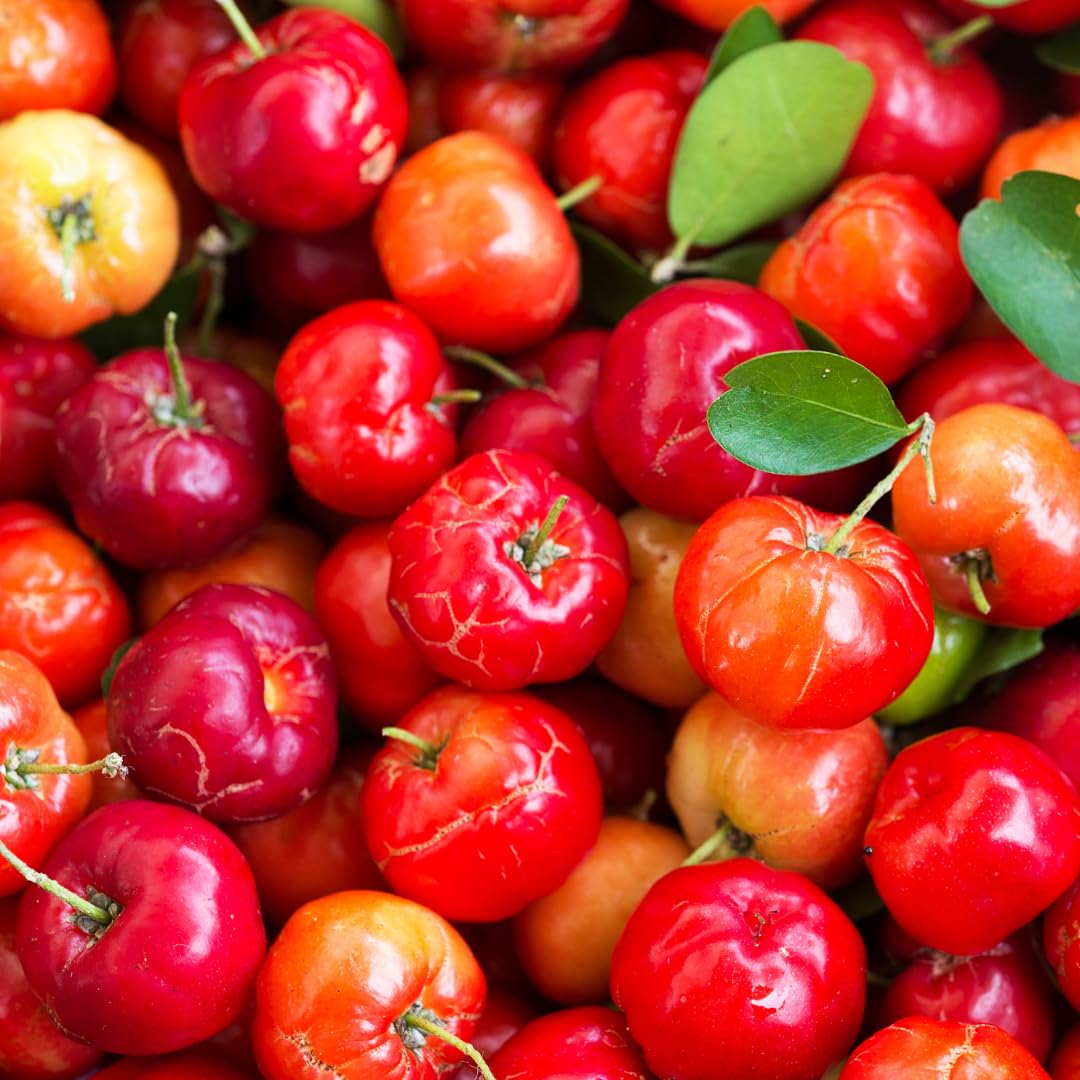 Pure Original Ingredients Acerola Cherry, (100 Capsules) Always Pure, No Additives Or Fillers