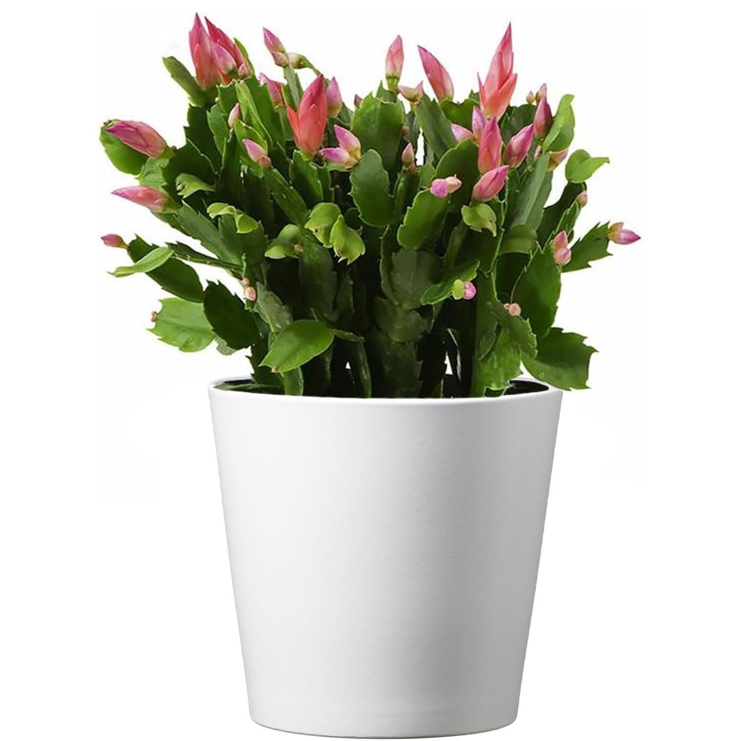 American Plant Exchange Live Christmas Cactus – 6-Inch Pot Cover – Easy Care Flowering Succulent with Festive Blooms for Holiday Home Décor, Kitchens, Offices & Indoor Winter Displays