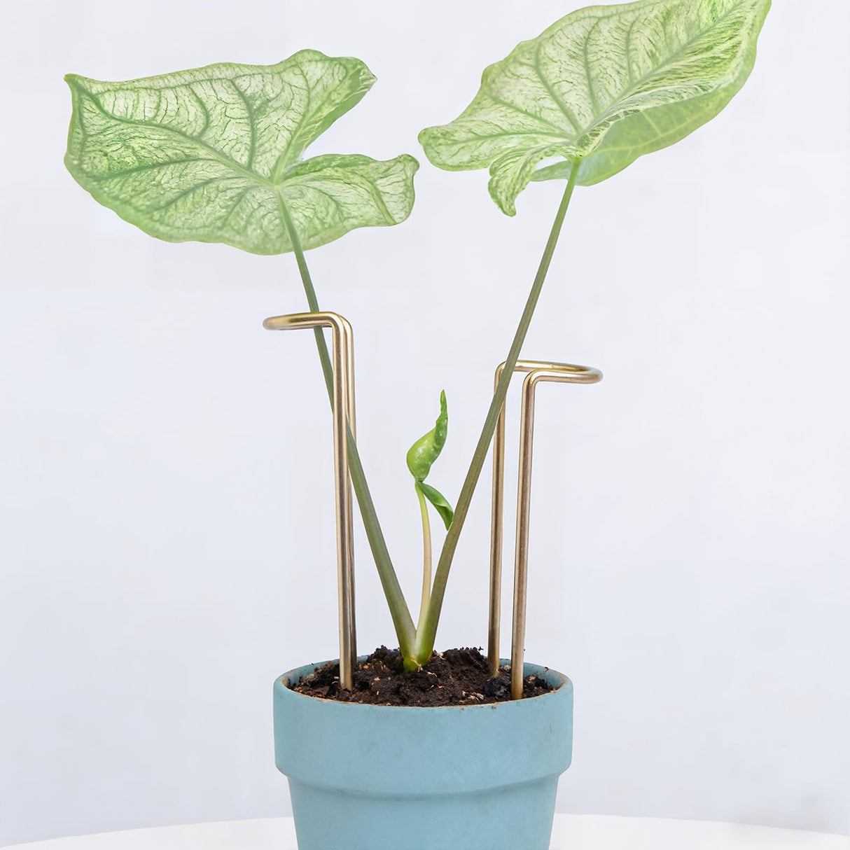 GOOOXIM 8.7 Inch Indoor Plant Trellis 10 Pack Small Gold Plant Supports