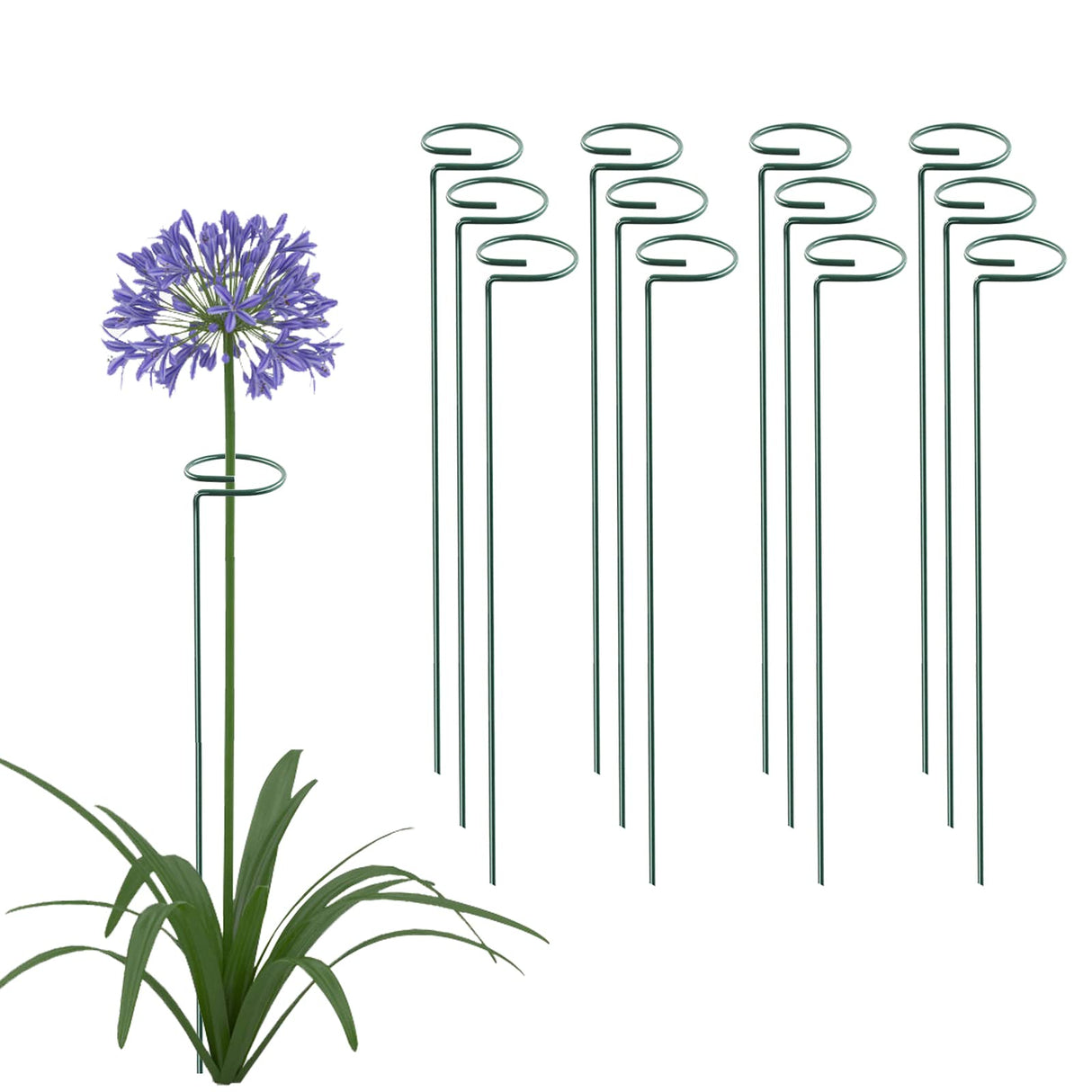 Thealyn 20 Pack 16 Inch Plant Support Stakes, Metal Single stemmed Flower Support Hoops,Garden Plant Stakes Plant Prop for Amaryllis Orchid Lily Rose Peony Tomatoes Gladiolus