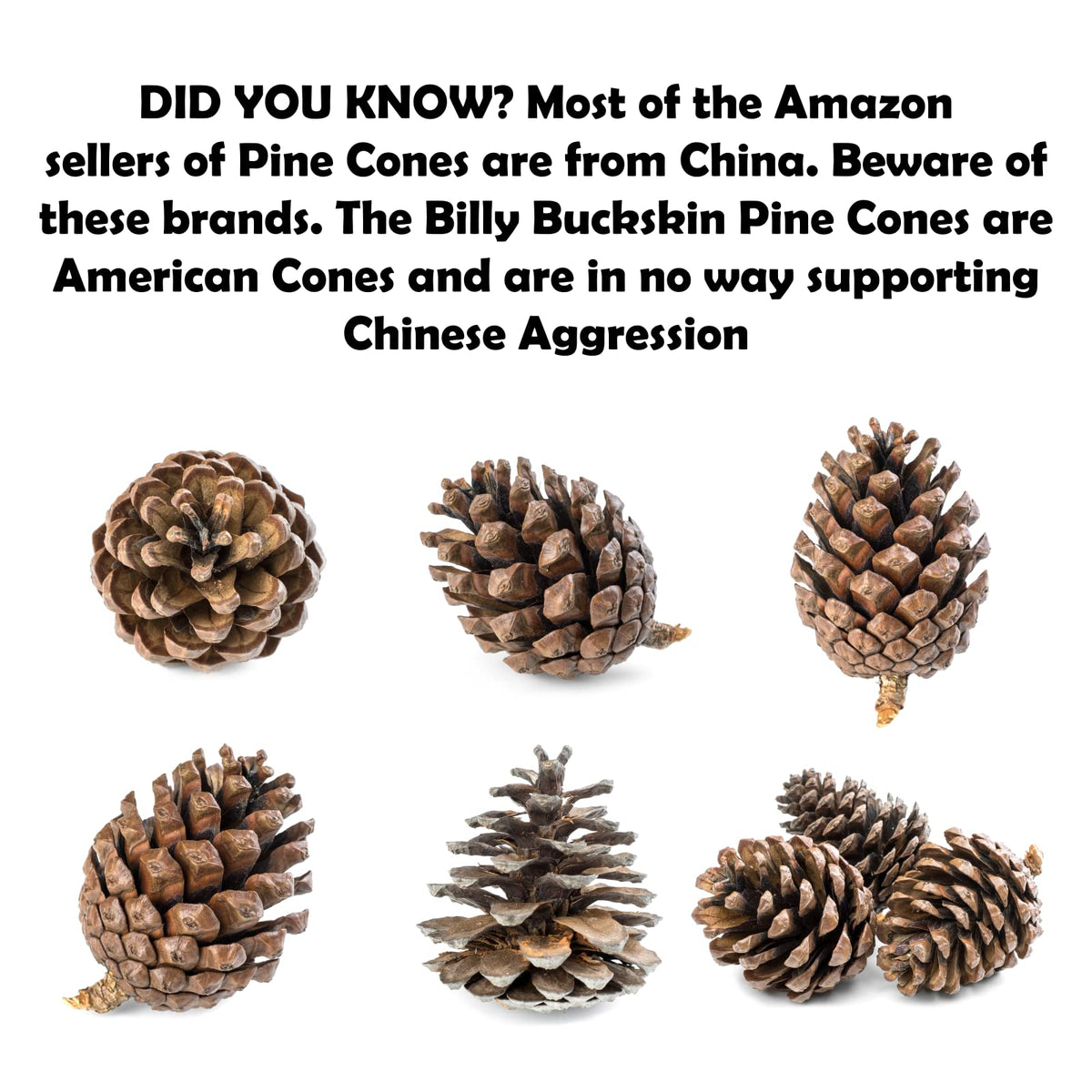 Billy Buckskin 20 Large Natural Pine Cones for Crafts, 3" to 4" Tall