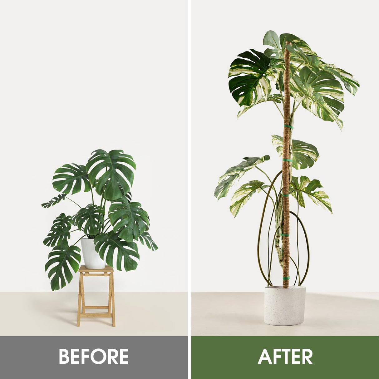 2 Pack Moss Pole 63 Inch Monstera Plant Sticks Support Tall Long Stakes