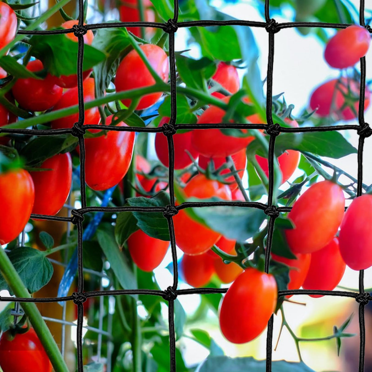 GBACHOOSE 2 Pack 5x5 ft Elastic Trellis Netting for Grow Tent, Heavy Duty Plant Support Net with Steel Hooks and 100 Zip Ties, Black Garden Trellis Net for Tomatoes, Cucumbers, Vines