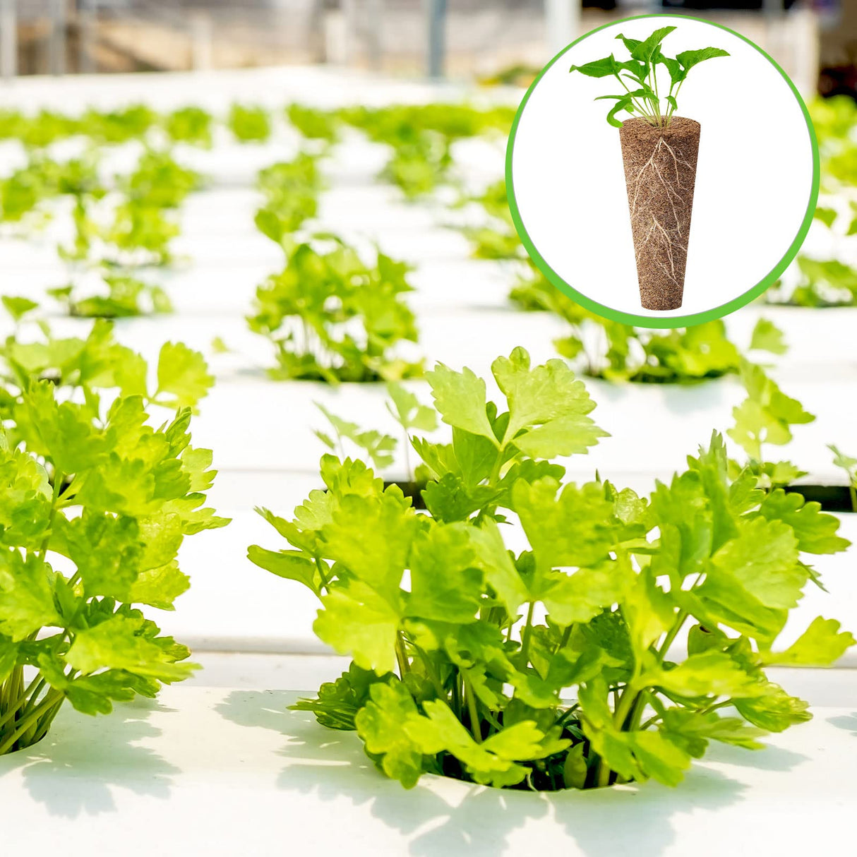 Chumia 200 Pcs Hydroponics Grow Sponges Replacement Root Growth Sponges Pods Kit Seed Starter Pods for Hydroponics Growing System Garden Patio