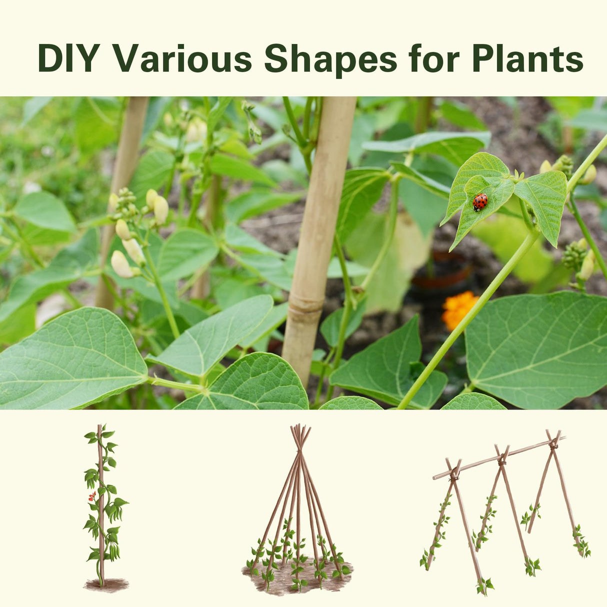 Sprigra Bamboo Stakes 3FT 30pcs, 36 inch Garden Stakes Multi-Purpose, Bamboo Plant Support Stakes for Tomatoes, Beans, Peppers, Flowers, Potted, Maintain the Plant Posture, Strengthen and Stem