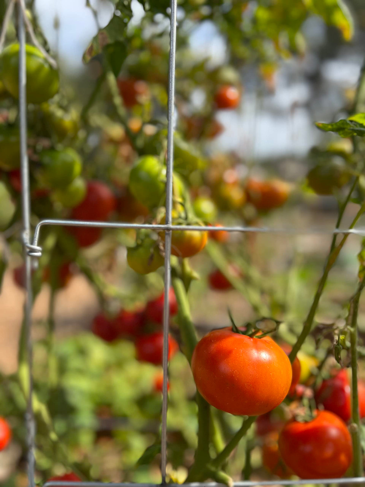 Happy Trees Large Heavy Duty Tomato Cages - Support Trellis for Climbing Vegetables and Plants - 18" x 18" x 58" - Thick Gauge Galvanized Steel, Collapsible Easy Storage, 3-Pack, Made in USA