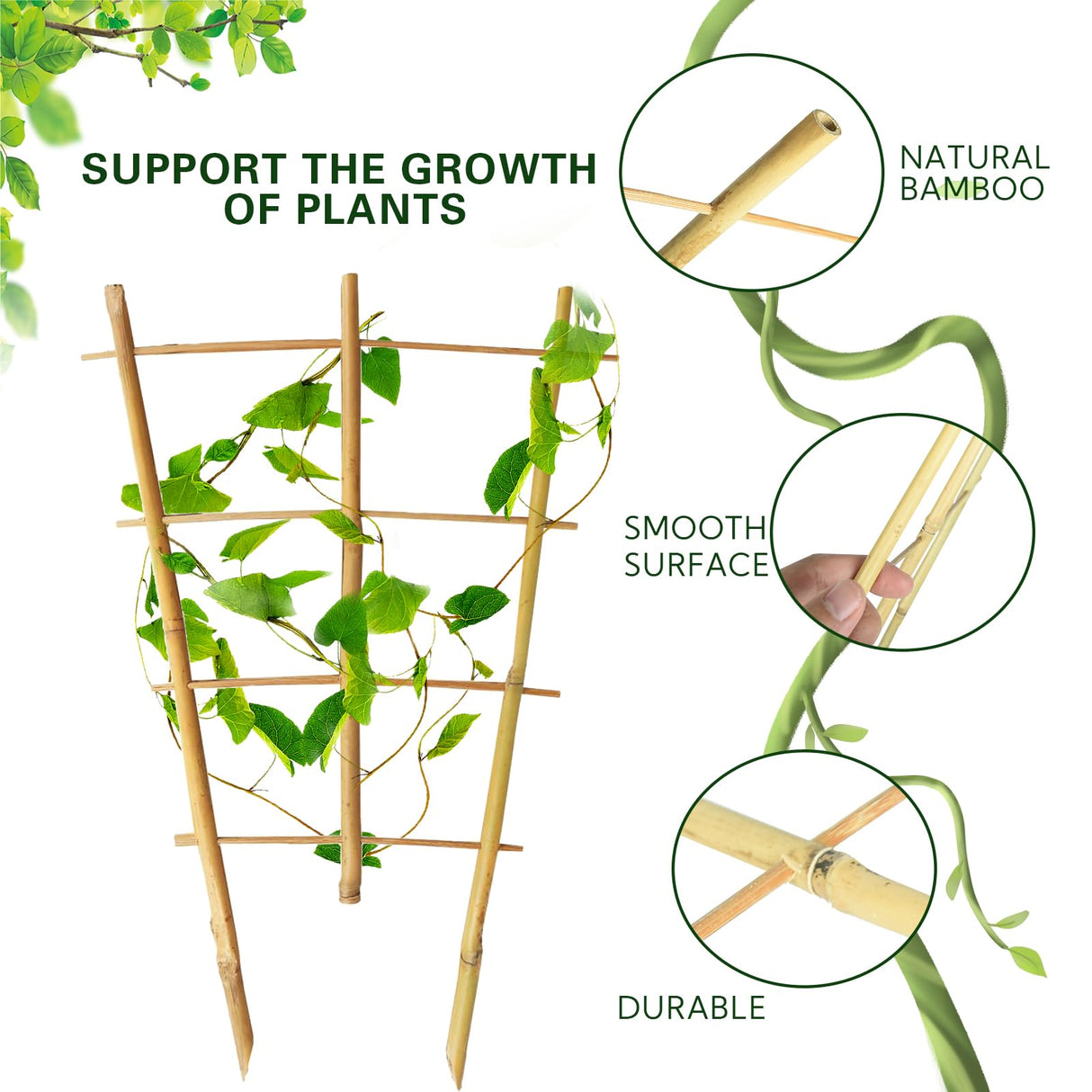 Sprigra Bamboo Trellis 2FT 3 Pack, Plant Ladder Stakes 24 Inches, Natural Fan-Shaped Bamboo Trellis for Orchid Vines, Monarchs, Ivy and Other Plants Climbing, Help Plant Growth