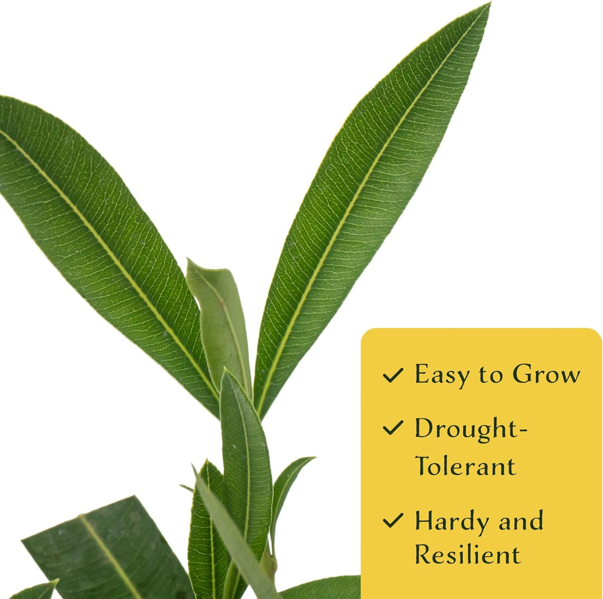 CitronellaKing 6 White Oleander Shrubs | Live Plants in 2.5-inch Nursery Cubes | “Sister Agnes” Variety | Deer-Resistant Evergreen Perennial | Stunning White Blooms for Outdoor Hedges & Garden Landscaping