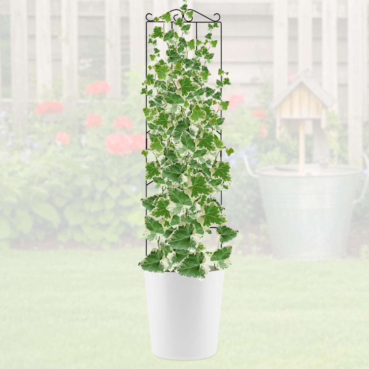 ANCOUUIN 4 Pack 32'' Plant Trellis Indoor - Metal Trellis for Climbing Plants Indoor, Garden Trellis for Climbing Plants Outdoor Houseplants Flowers Vine Ivy, Rectangular Shape, Black