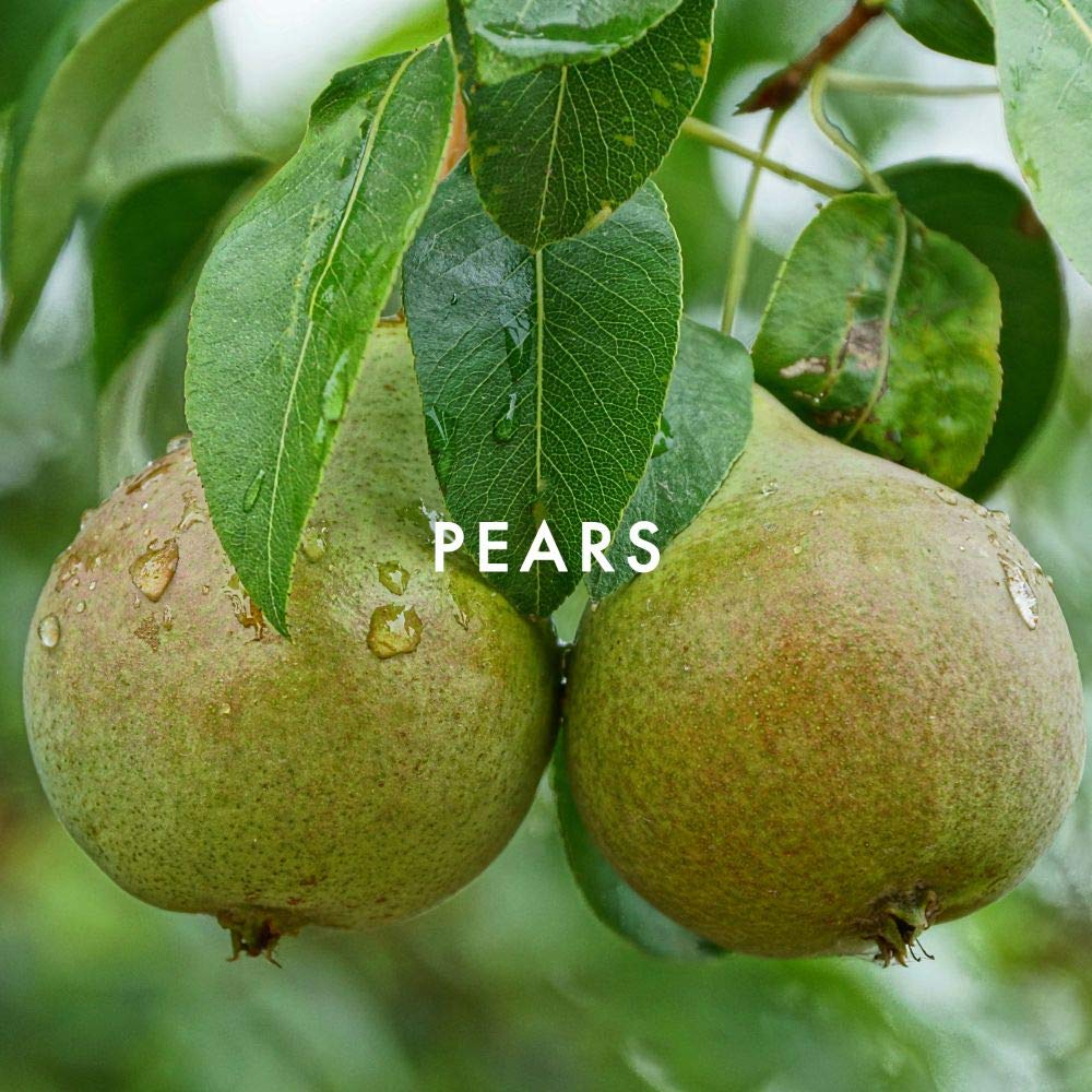 Alfred Sung JEWEL Eau De Toilette Spray, Perfume for Women 3.4oz