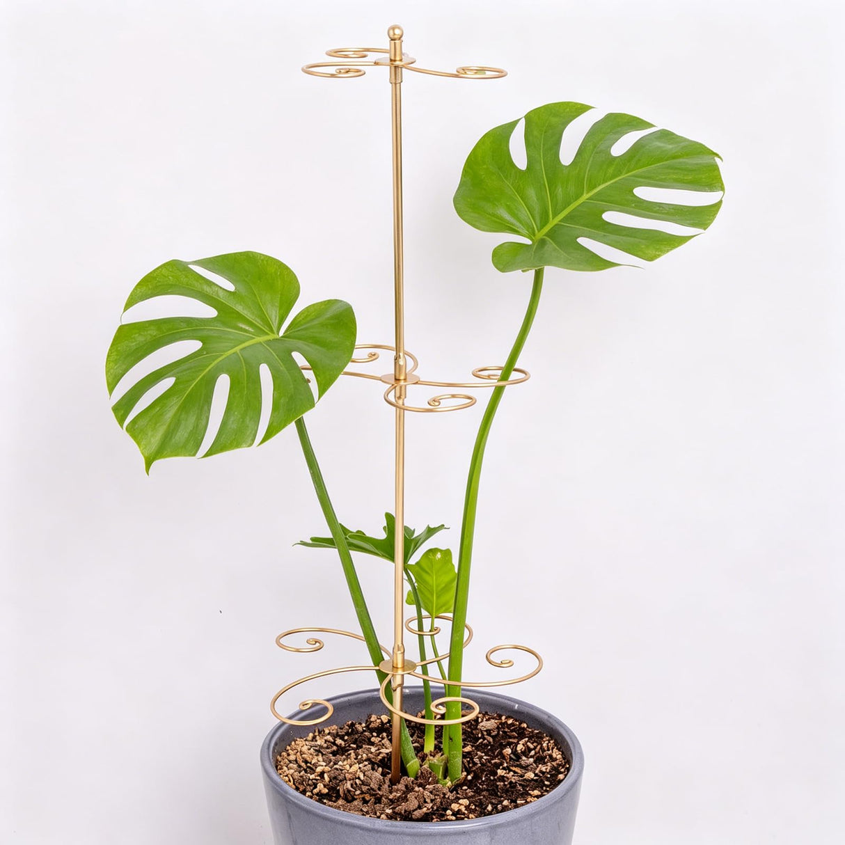 GOOOXIM 24 Inch Plant Stem Support Stakes for Monstera & Climbing Plants