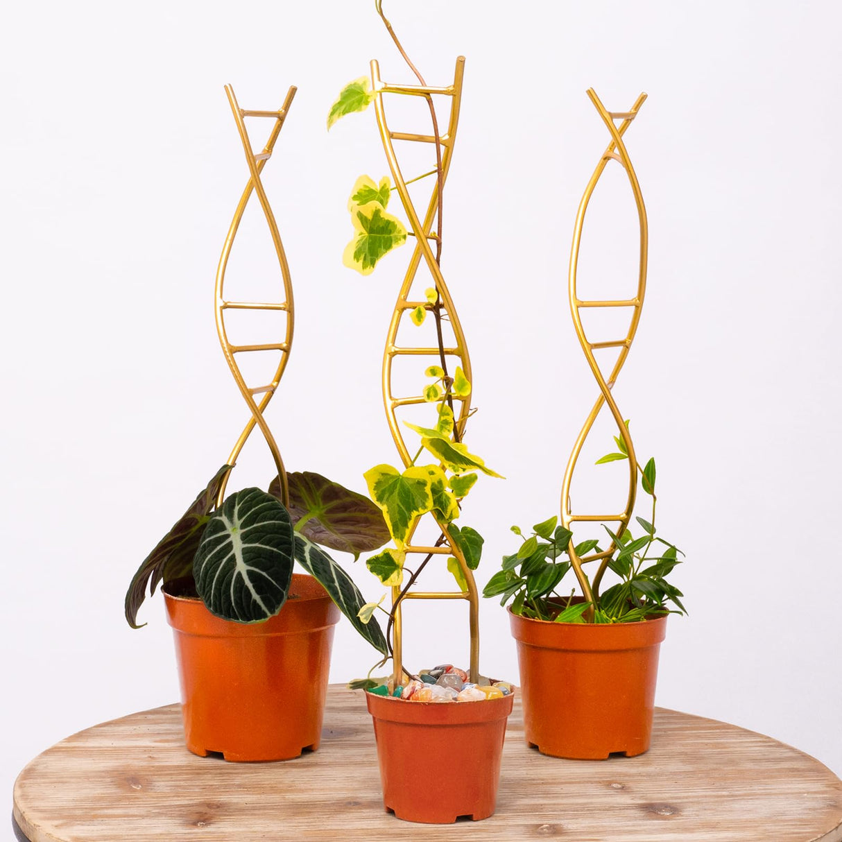 Yohsnor 3PCS DNA Plant Trellis Indoor & Outdoor,Metal Trellis for Pots