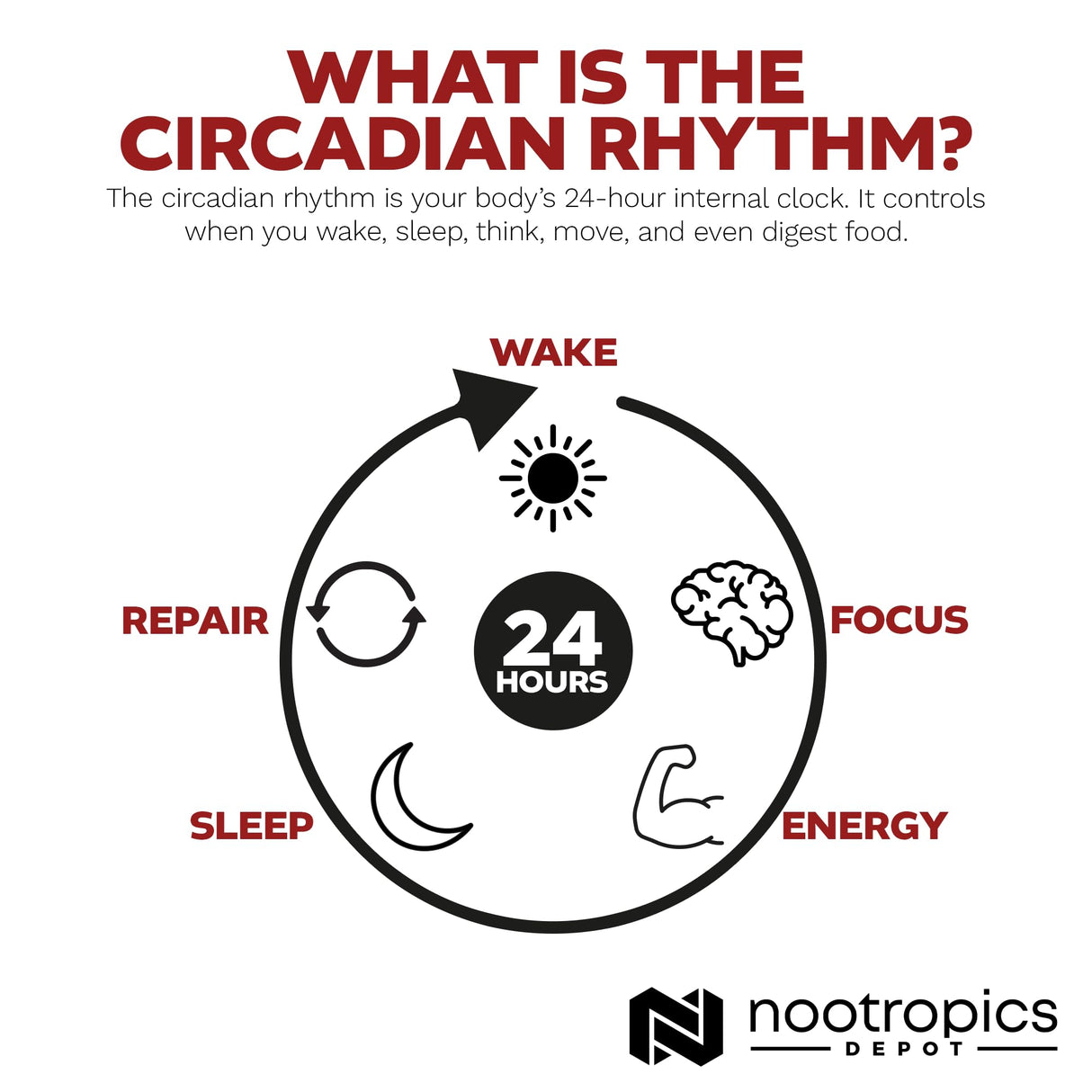 Nootropics Depot Nobiletin Capsules | 250mg | 30 Count | 20% Extract | Citrus aurantium | May Help Suppot Cognitive & Metabolic Function | May Help Promote Cardiovascular Function