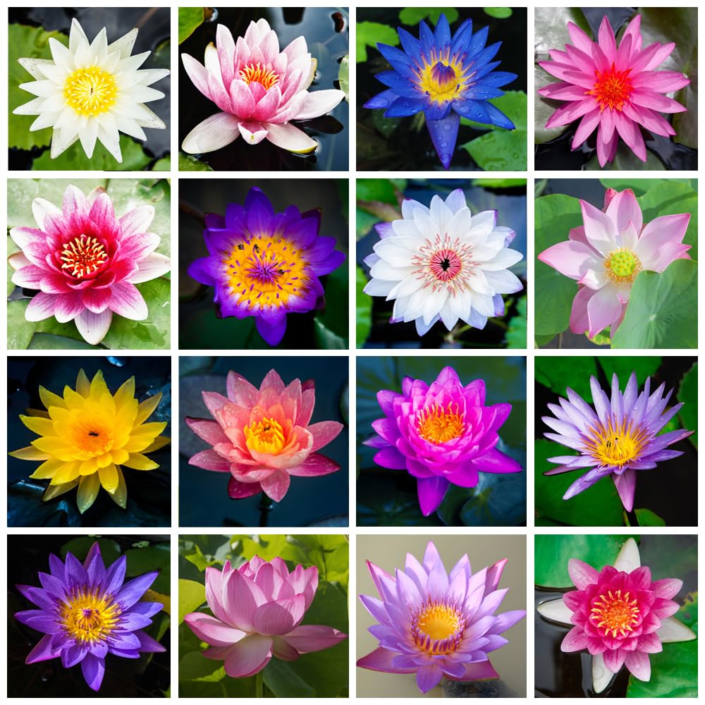 Breoudo 40Pcs Mixed Bowl Lotus Seeds for Planting, Non-GMO Lotus Flower Seeds, High Germination Rate Water Lily Seeds for Planting Home, Garden, Indoor, Outdoor