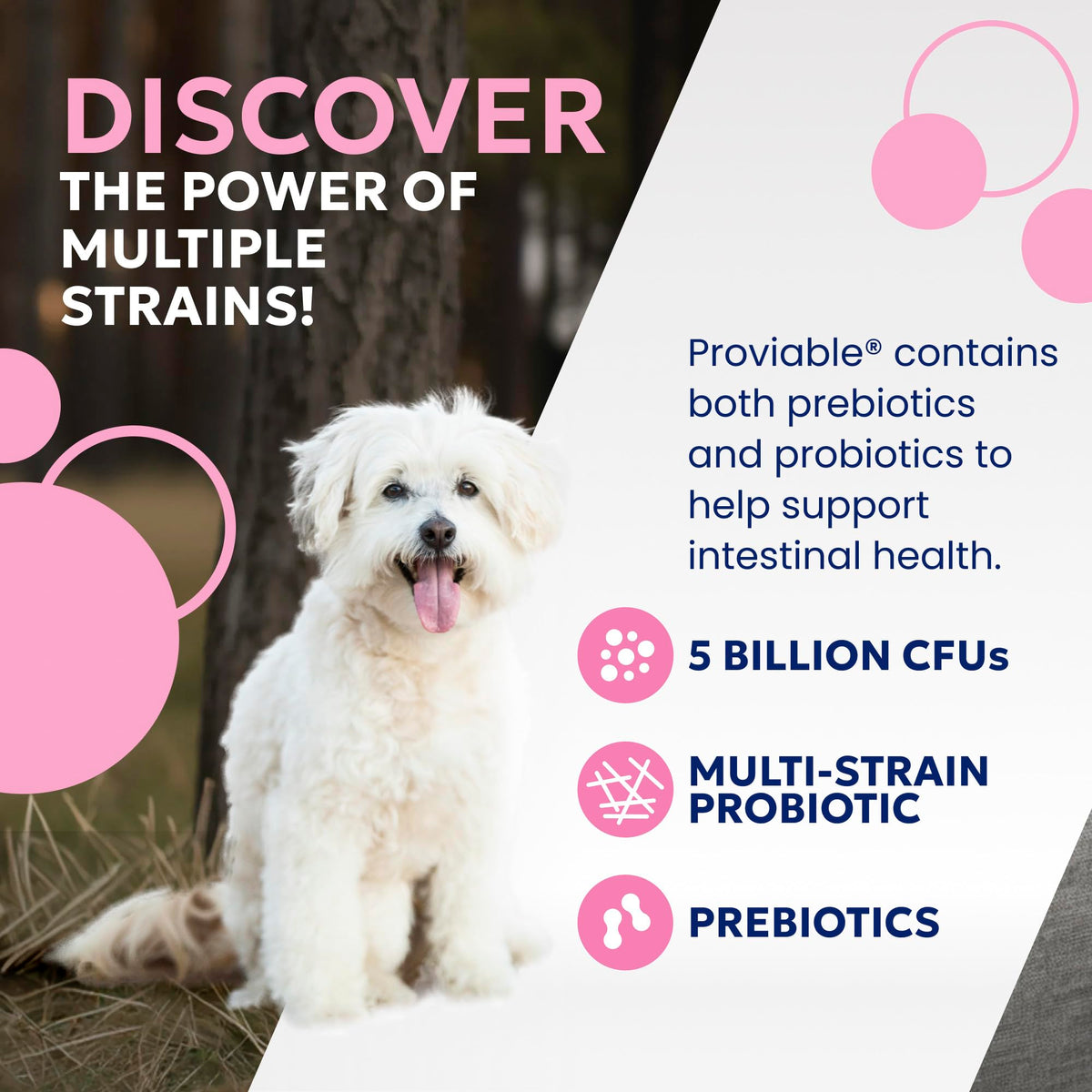 Nutramax Proviable Probiotics + Prebiotics for Dogs, Chewable Tablets, 60ct