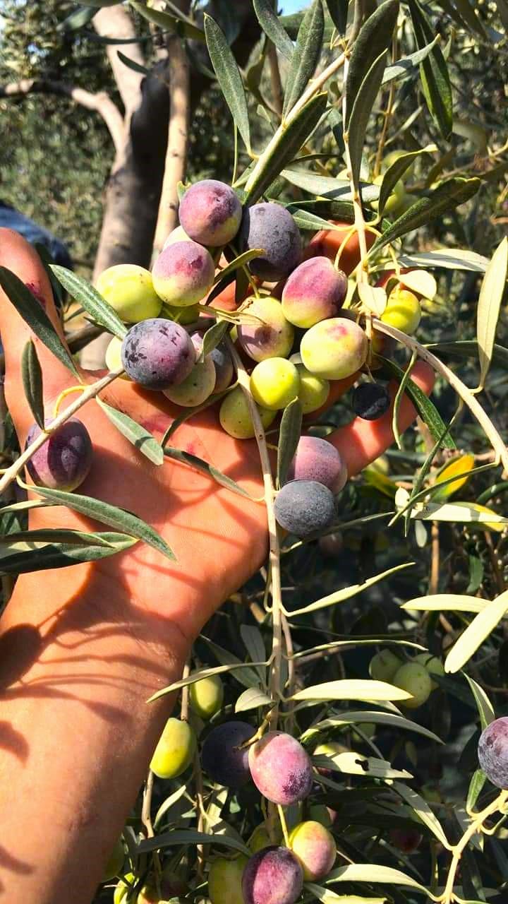 Cold Pressed Virgin Olive Oil 1 L - 33.81 Fluid Ounce, Antique Ephesus, Mediterranean Region of Ayvalik Turkey