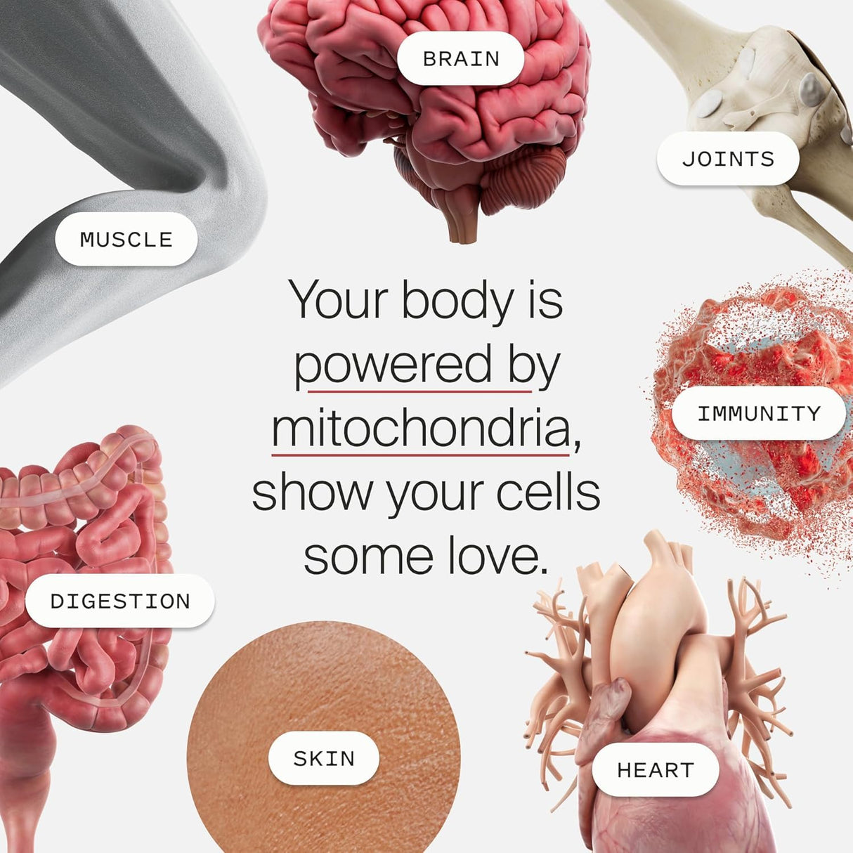 Timeline Mitopure Urolithin A Supplement Powder - Clinically Proven Support for Healthy Aging and Cellular Renewal - Mitoceutical for Muscle Support and Longevity