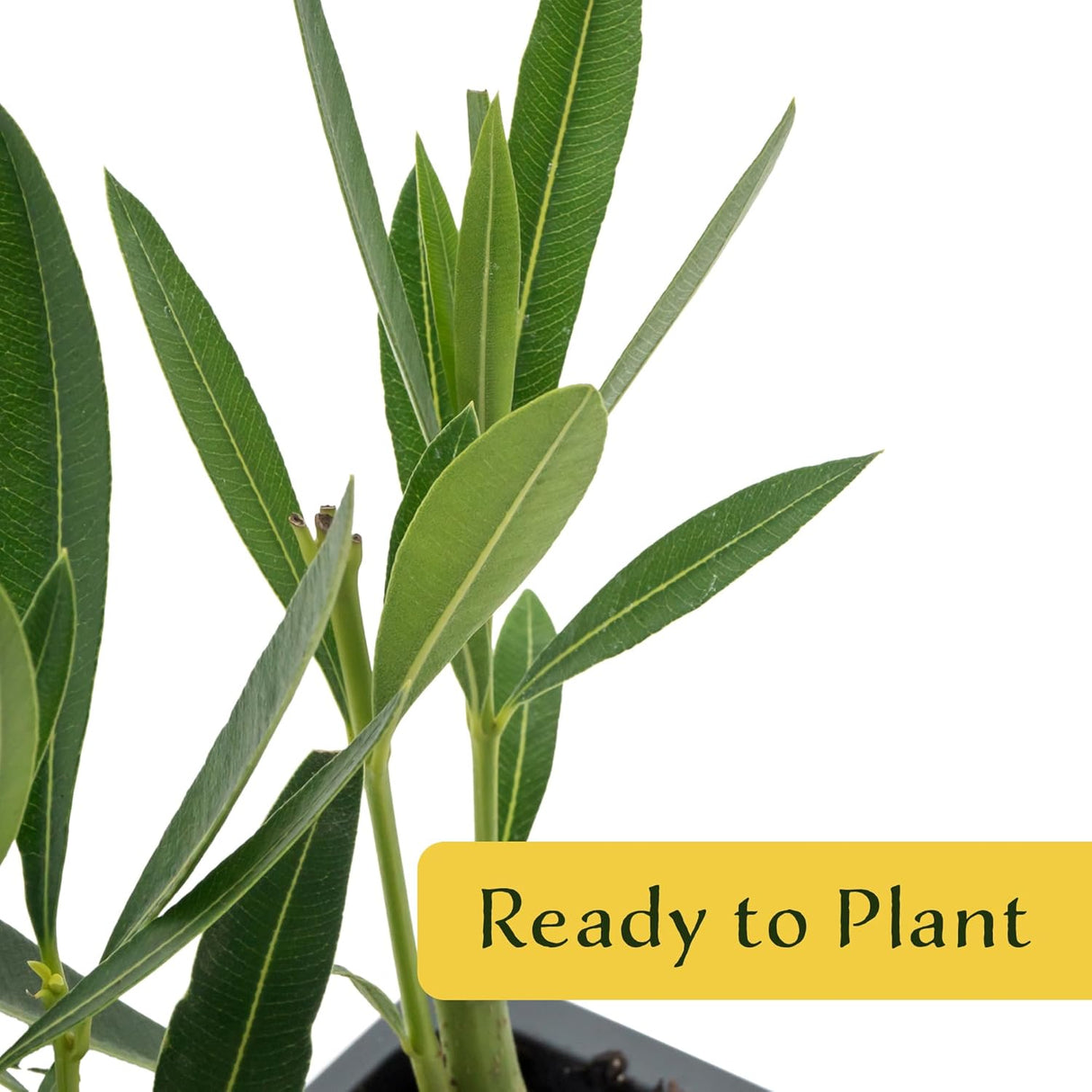 CitronellaKing 6 White Oleander Shrubs | Live Plants in 2.5-inch Nursery Cubes | “Sister Agnes” Variety | Deer-Resistant Evergreen Perennial | Stunning White Blooms for Outdoor Hedges & Garden Landscaping