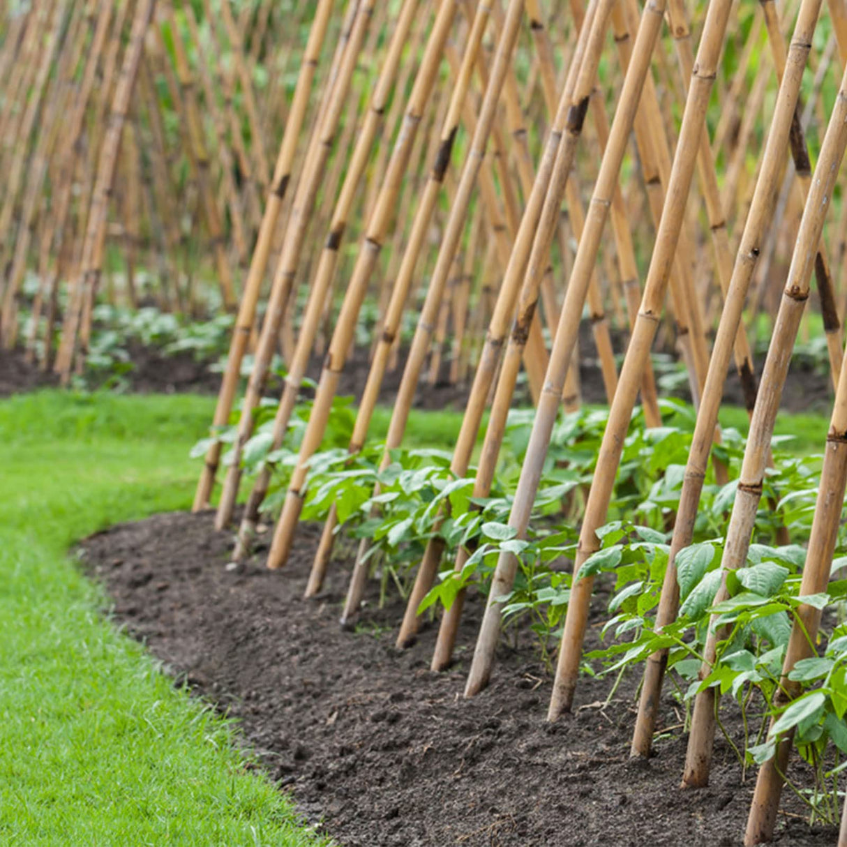 Cambaverd Bamboo Stakes 4 Feet Thicker Garden Stakes with Garden Twine, Diameter of 0.55in Natural Plant Stakes Bamboo Poles for Climbing Plants Support Tomato Cage - 20 Pack Bamboo Sticks for Plants