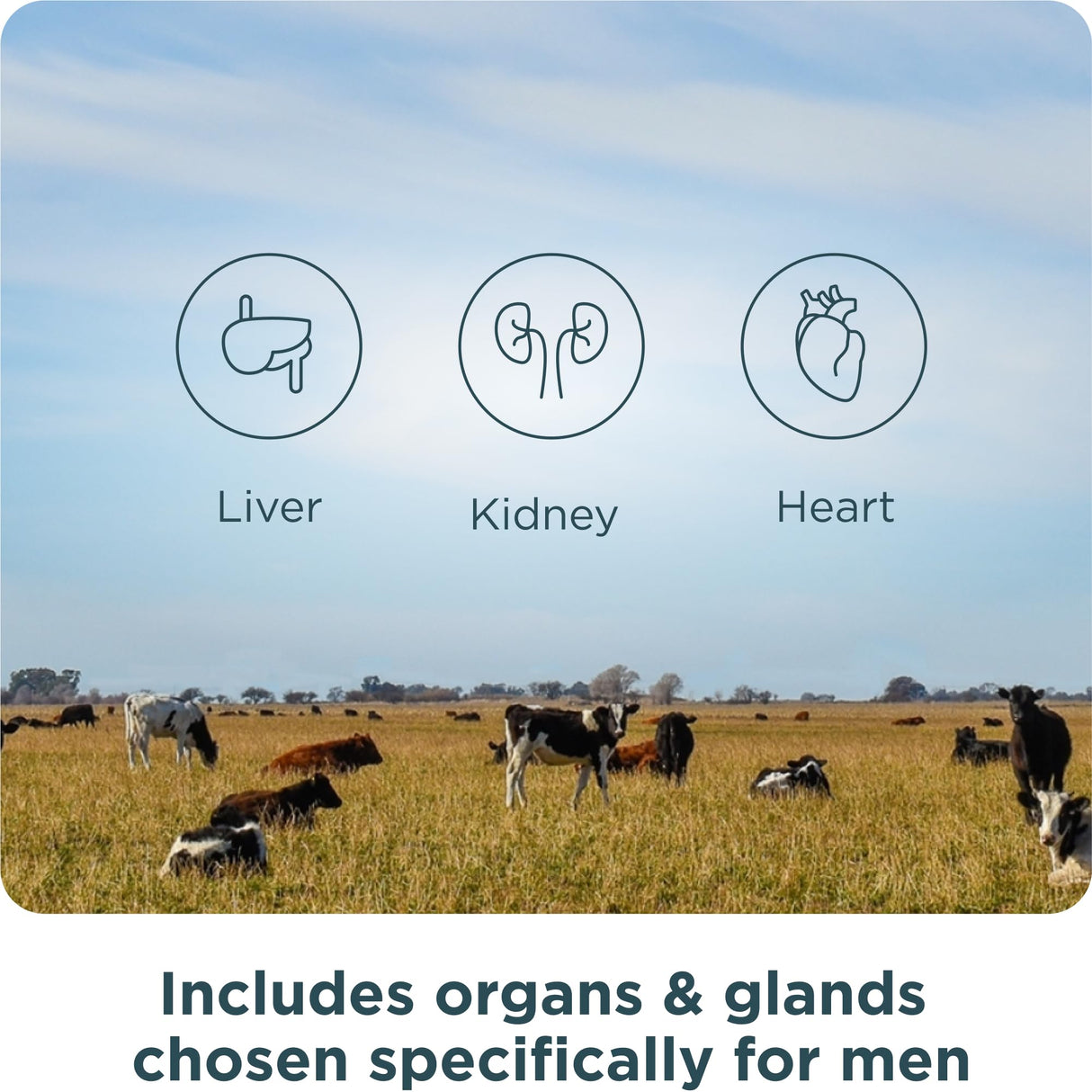 Ancient Nutrition Organ Supplements for Men, Grass-Fed and Wild Organ Complex Capsules, Liver, Prostate, Pancreas Supports Male Performance, Healthy Aging, 180 Ct