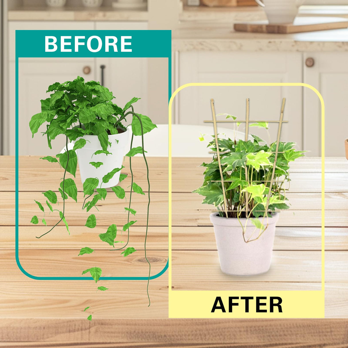 Sprigra Bamboo Trellis 2FT 3 Pack, Plant Ladder Stakes 24 Inches, Natural Fan-Shaped Bamboo Trellis for Orchid Vines, Monarchs, Ivy and Other Plants Climbing, Help Plant Growth