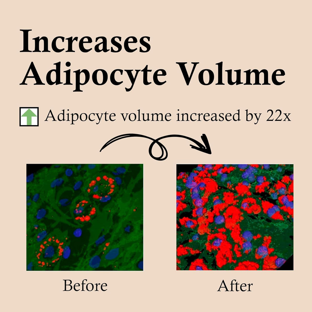 CELDYQUE 100% Pure Volufiline & Bakuchiol 30,000 ppm Concentrate Serum - Skin Firming Solution High Potency Retinol Alternative | Anti-Wrinkle Boosts Collagen for Aging Sagging Mature Skin