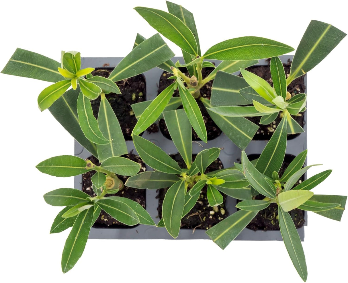 CitronellaKing 6 White Oleander Shrubs | Live Plants in 2.5-inch Nursery Cubes | “Sister Agnes” Variety | Deer-Resistant Evergreen Perennial | Stunning White Blooms for Outdoor Hedges & Garden Landscaping