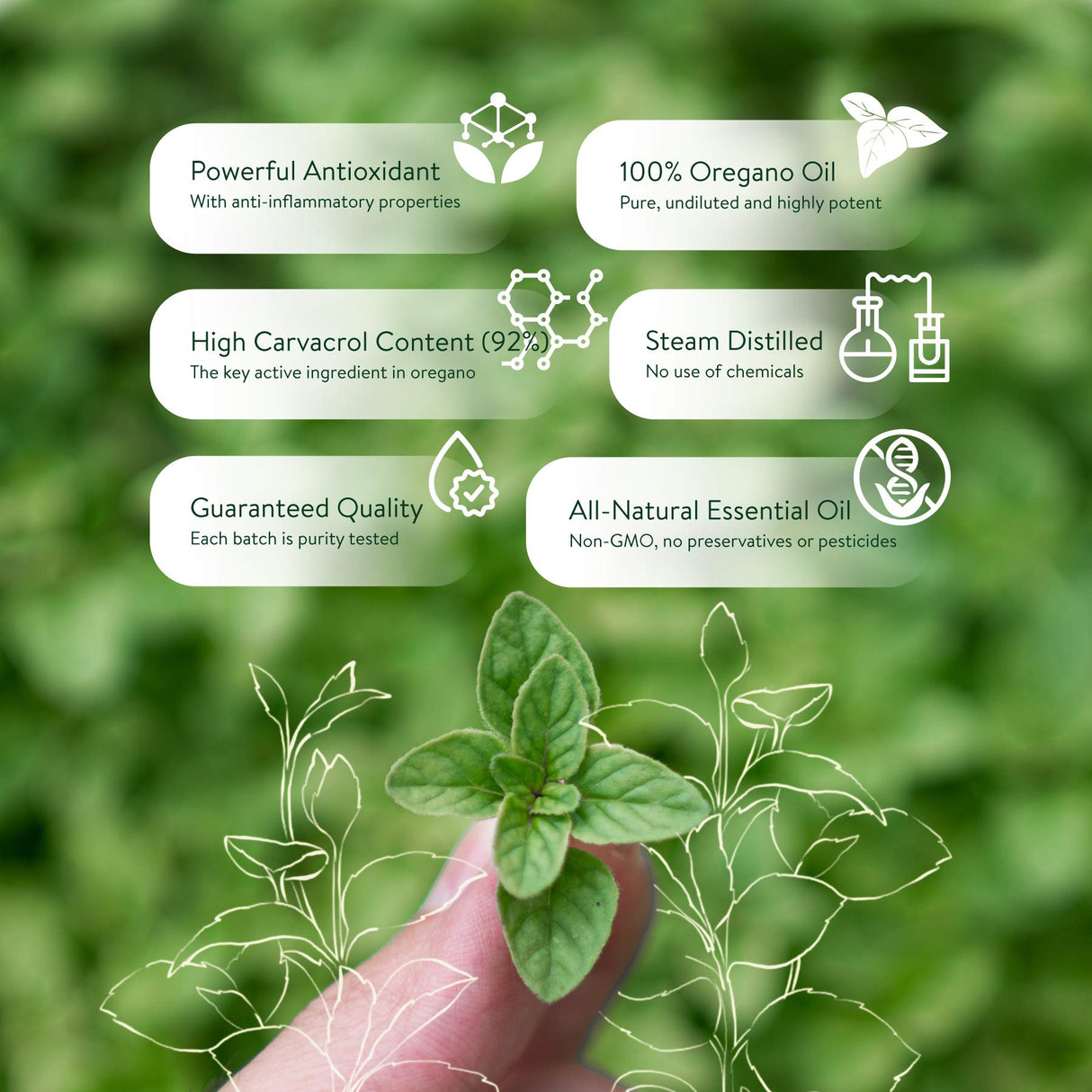 2 Pack 30ml Oregano Oil 100% Pure & Undiluted Min 92% Carvacrol Super-Strength Himalayan Essential Oil of Oregano (Origanum Vulgare) Highly Potent Immunity Booster for Cold, Cough, Sore Throat & Gut Health