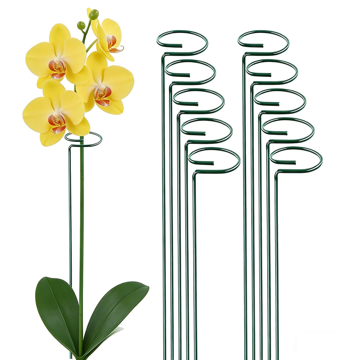 10 Pieces 24 inch Green Single Stem Plant Stakes Flower Support Rings,Gardening Planter Cages for Single Stem Flowers, Amaryllis, Peony, Lily,Narcissus