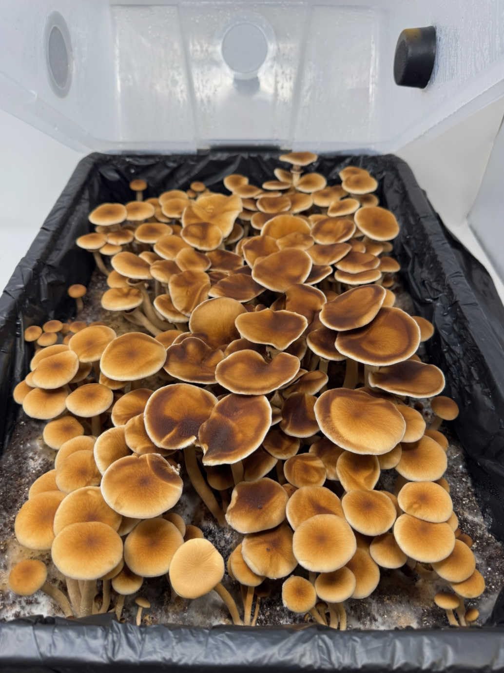 Complete Refill Kit for Medium 48Q Monotub - Includes Grain Spawn & Bulk Substrate