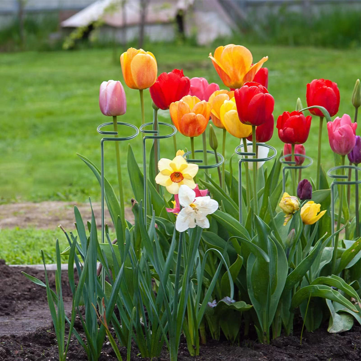 Thealyn 20 Pack 16 Inch Plant Support Stakes, Metal Single stemmed Flower Support Hoops,Garden Plant Stakes Plant Prop for Amaryllis Orchid Lily Rose Peony Tomatoes Gladiolus